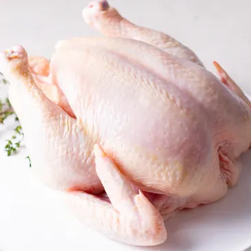 Fresh Poultry, Chicken, Duck, and Turkey Selection